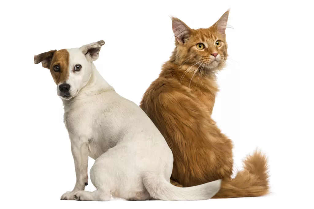 Rear view of a Maine Coon kitten and a Jack russell dog sitting together