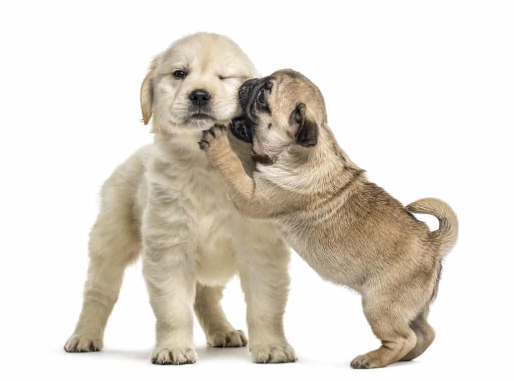 Two puppies, with one playfully biting the face of the other