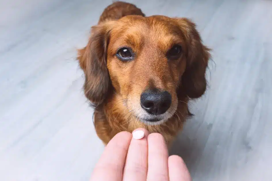 a dog being fed a pill
