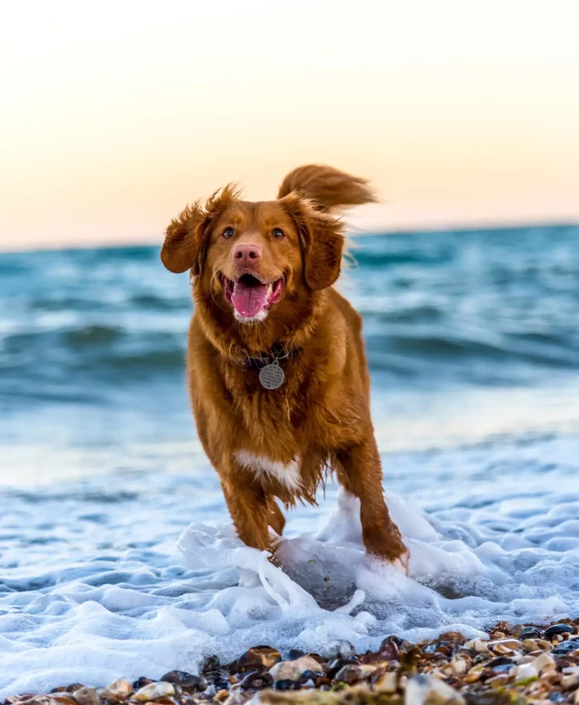 A dog running in the ocean